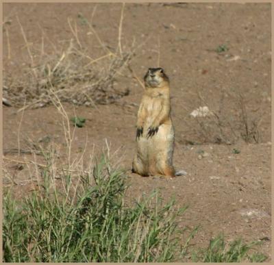 Gunnison Prairie Dog