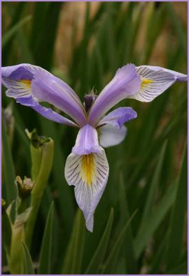 Wild Iris