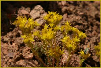 Yellow Stonecrop