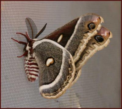 Giant Silkworm Moth