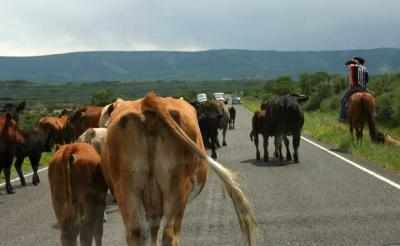 v3/14/296714/3/45293312.cattle_drive.jpg