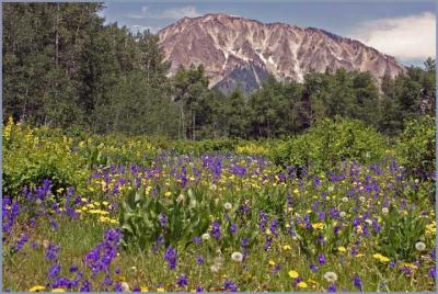 v3/14/296714/3/45294120.wildflower_field.jpg