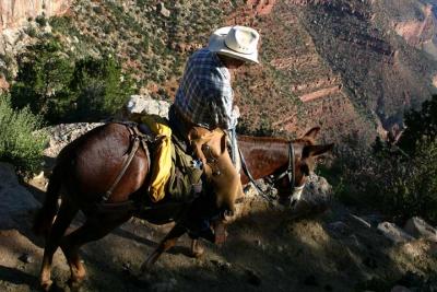 Down Into the Canyon