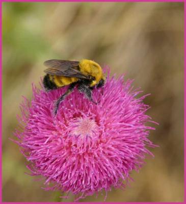 Bee on Musk Thistle