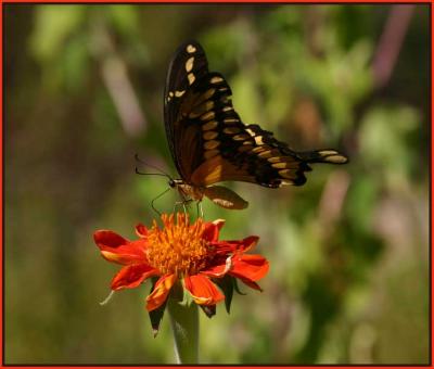 Giant Swallowtail Butterfly