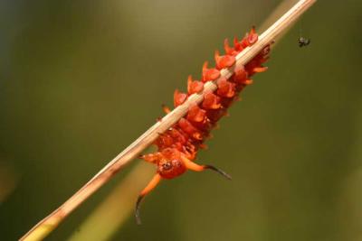 Pipevine Swallowtail Caterpillar #2