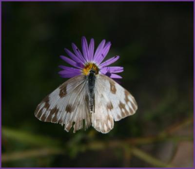 v3/14/296714/3/50562648.gray_butterfly.jpg