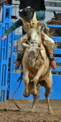 Saddle Bronc Rider #2