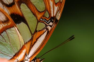 v3/14/296714/3/50944819.butterfly_day2_closeup.jpg