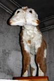 2-Headed Calf