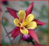 Columbine