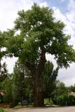 Historic Ute Council Tree