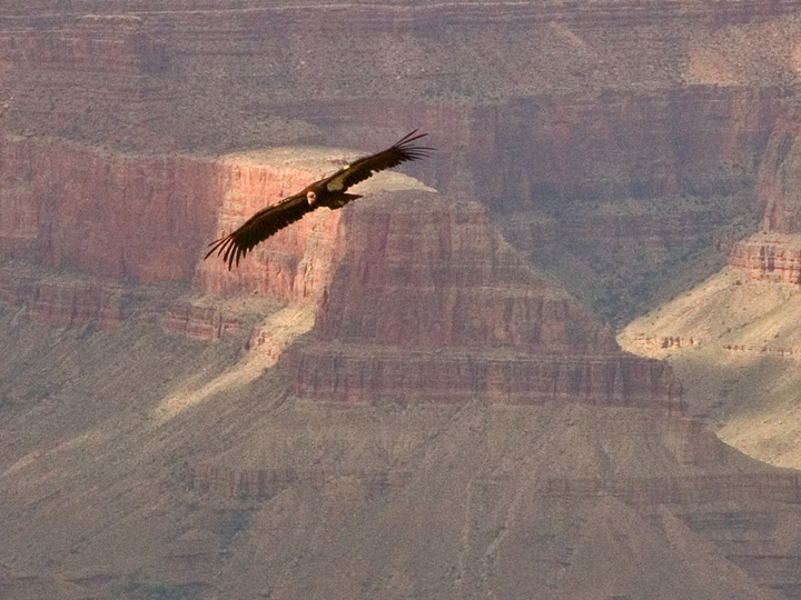 Soaring condor