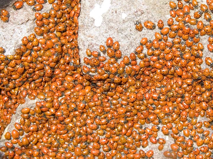A gaggle of ladybugs