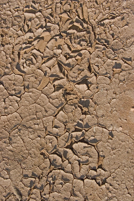 Mud cracks in their natural habitat
