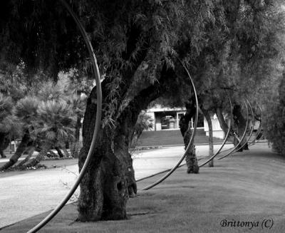 Trees