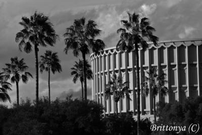 Palms