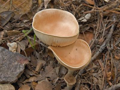 Even rarer horbascavivula mushrooms