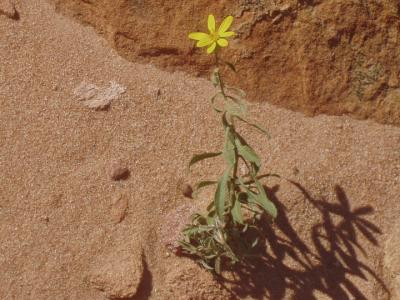 Onea them yellow previscavalia herbivipidips that grow so well in the sandy bits