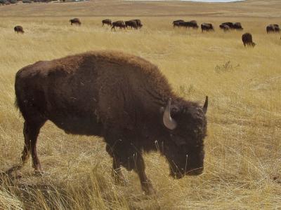 Bison near east entrance to Zion National Park