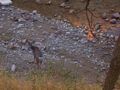 Deer at river bank