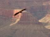 Soaring condor