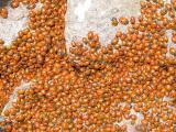 A gaggle of ladybugs