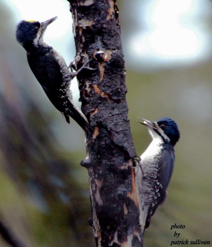 Black-backed Woodpeckers(male and female)