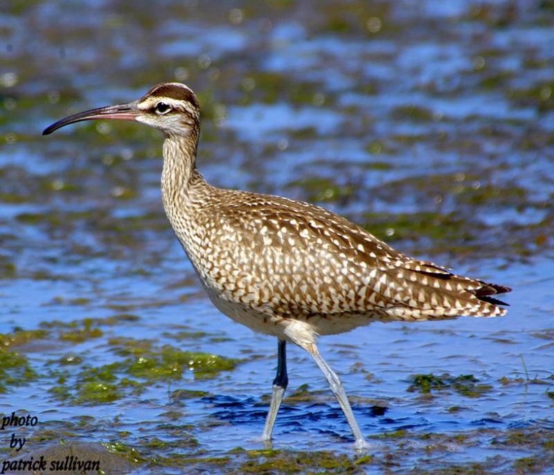 Whimbrel