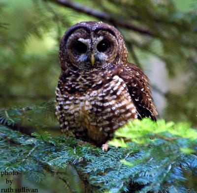 Spotted Owl(male)