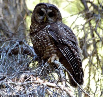 Spotted Owl(female)