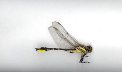 Pronghorn Clubtail(male)