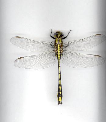 Pronghorn Clubtail(male)