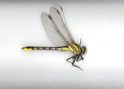 Pronghorn Clubtail(female)