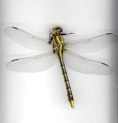 Pronghorn Clubtail(female)