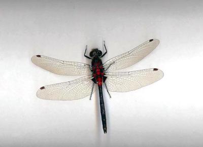 Crimson-ringed Whiteface(male)