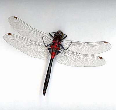 Crimson-ringed Whiteface(male)