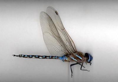Blue-eyed Darner(male)