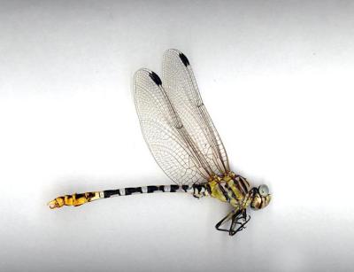 White-belted Ringtail(male)