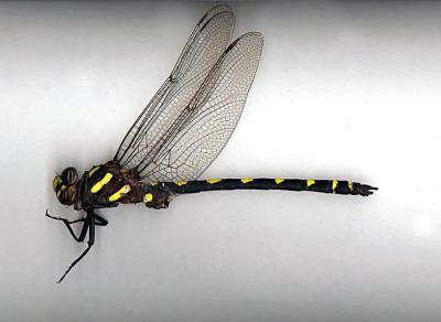 Pacific Spiketail