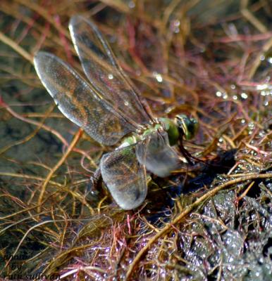 Common Green Darner(female laying eggs)