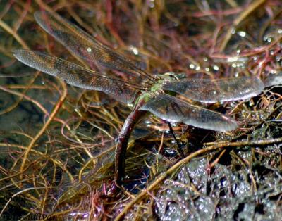 Common Green Darner(female laying eggs)
