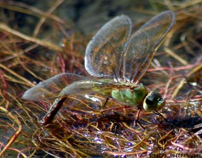 Common Green Darner(female laying eggs)