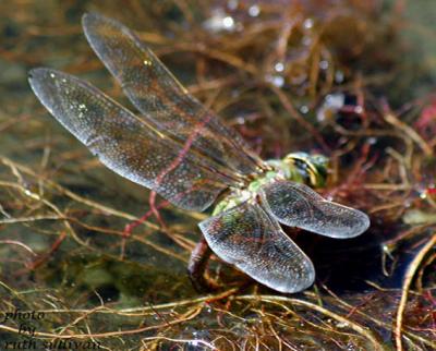 Common Green Darner(female laying eggs)