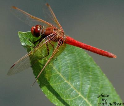 Cardinal Meadowhawk(male)