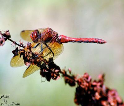 Red-veined Meadowhawk(male)
