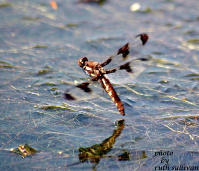 Common Whitetail(female in flight preparing to deposit eggs)