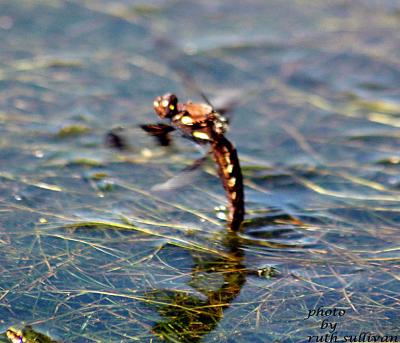 Common Whitetail(female in flight depositing eggs)
