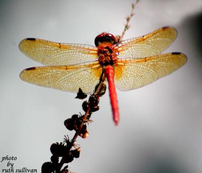 Red-veined Meadowhawk(male)