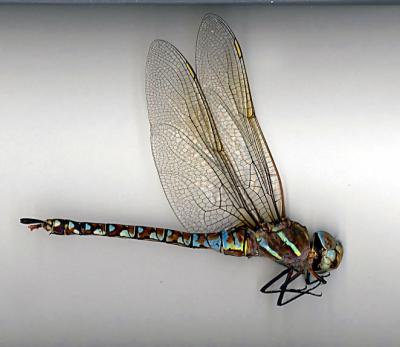 Paddle-tailed Darner(andromorphic female)